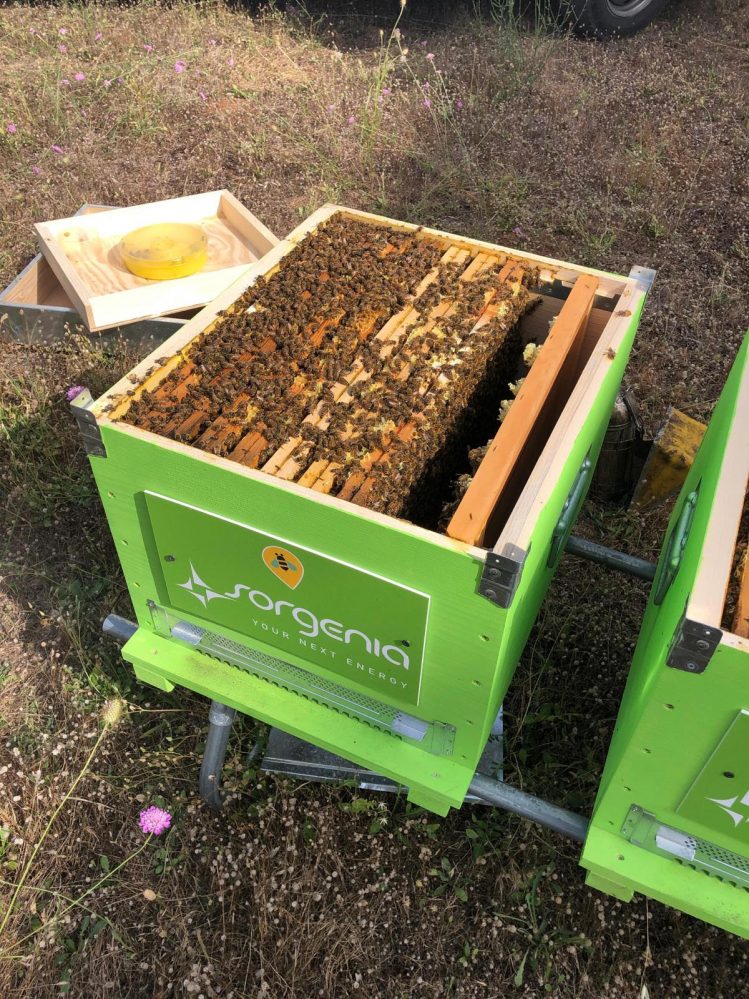 programma api Sorgenia Apicoltura Urbana