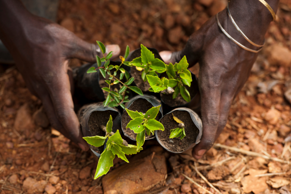 g7 africa agricoltura